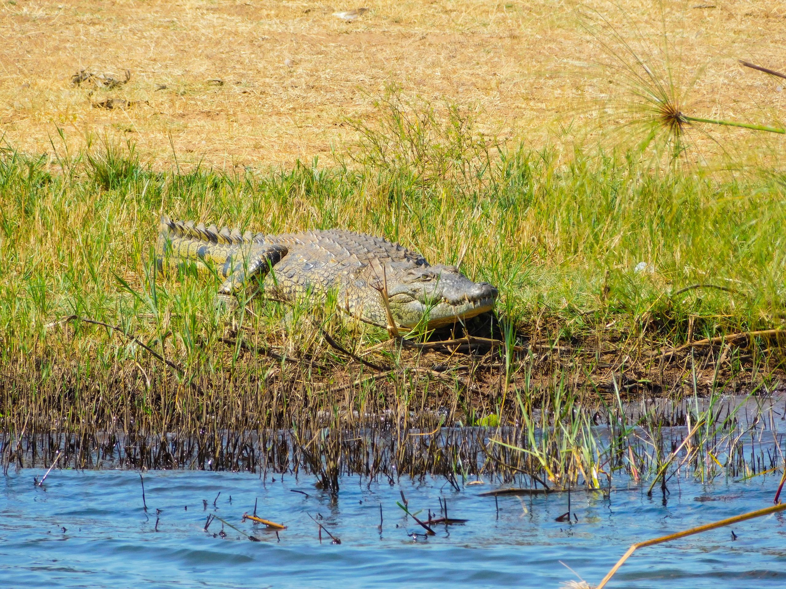 Akagera National Park (10)