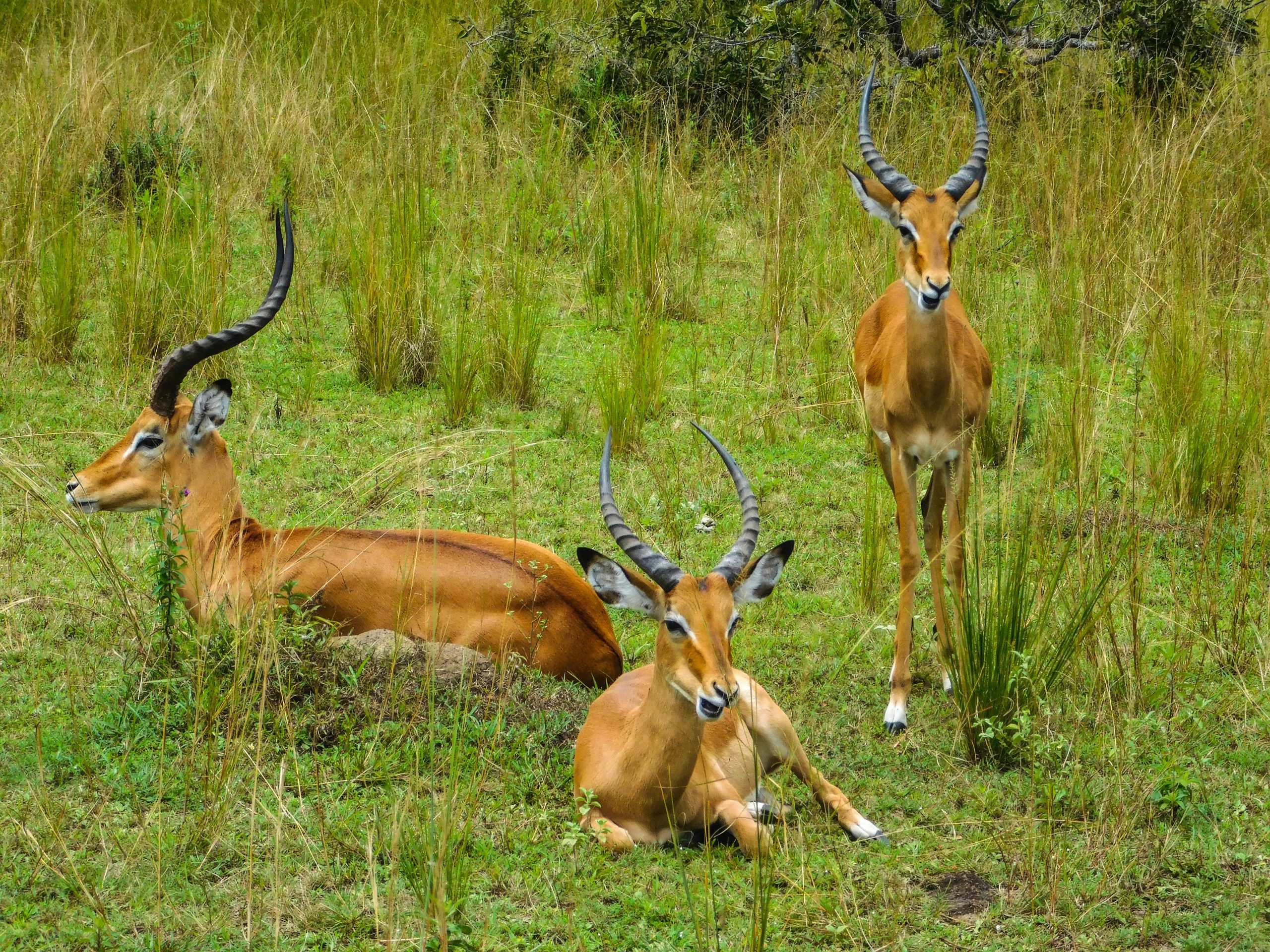 Akagera National Park (2)