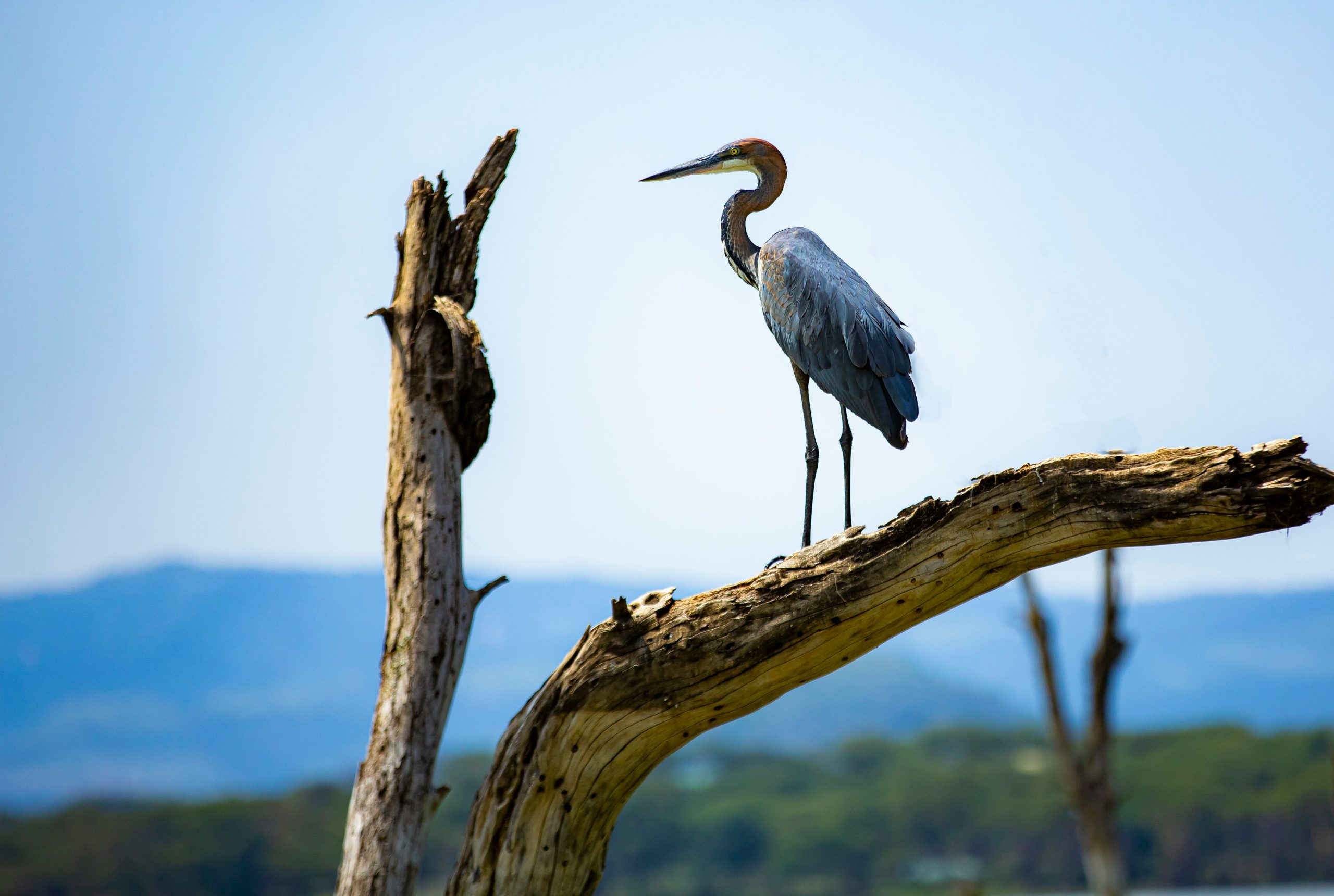 Lake Naivasha National Park (6)