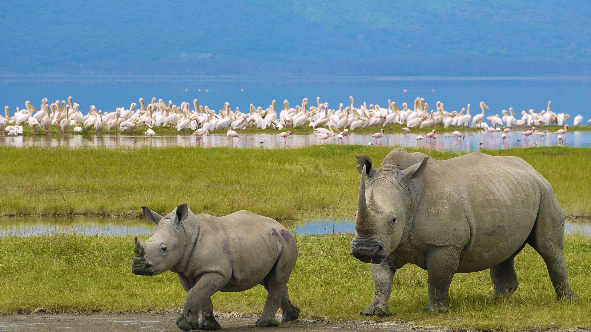 Lake Nakuru National Park (1)