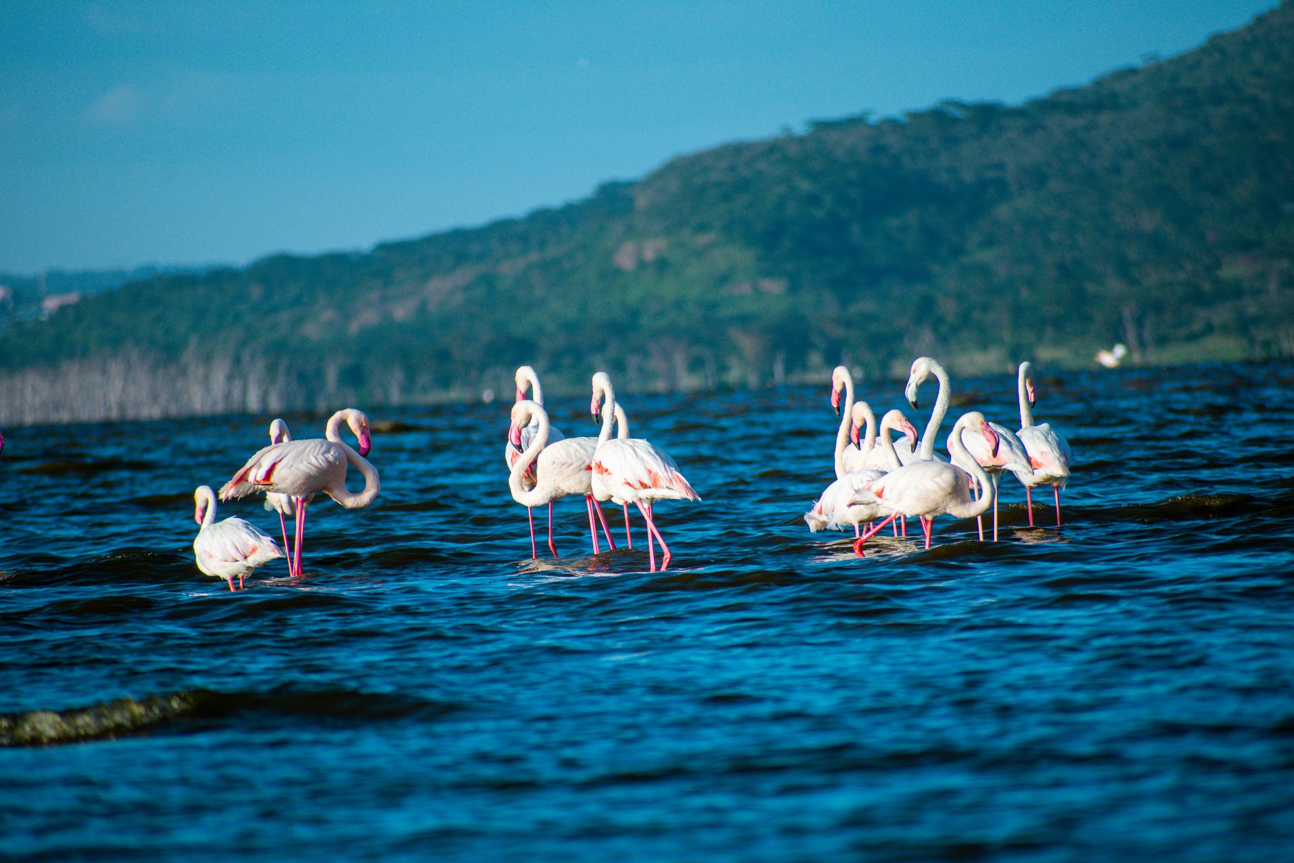 Lake Nakuru National Park (8)