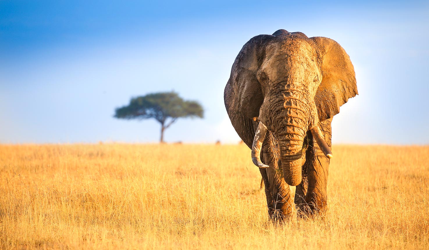 Masai Mara National Park (1)